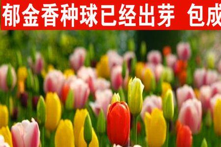 郁金香的种子保质期