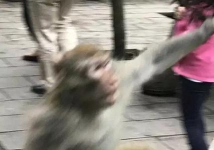 你和猴子最大的区别是什么梗