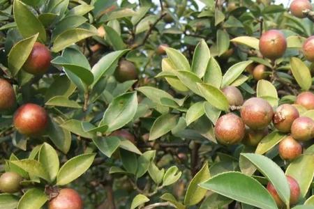 一斤茶籽榨多少油