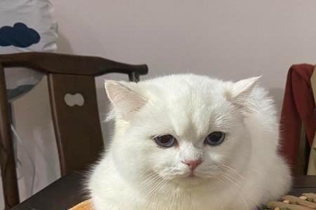 19度猫咪会冷吗