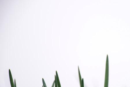关中地区什么时候下葱苗