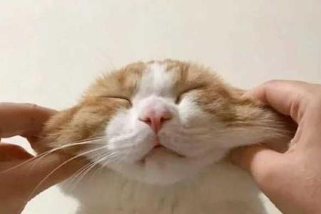 三个月的母猫为什么会发腮