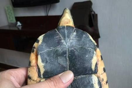 三脚龟寓意