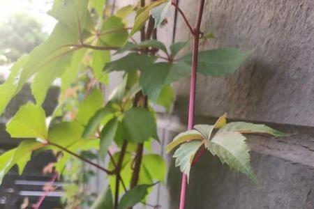 风吹叶动惊蝉飞诗句