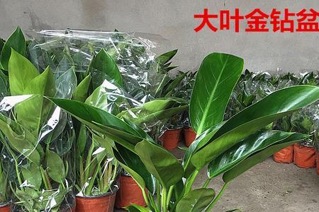 大叶金钻和红钻哪种好
