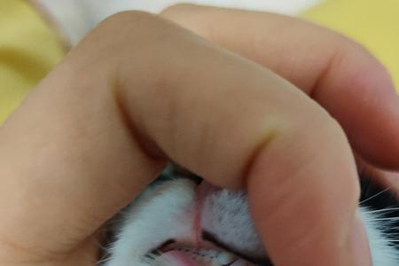 猪换牙吗