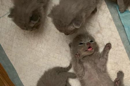 英短猫多久换一次猫砂