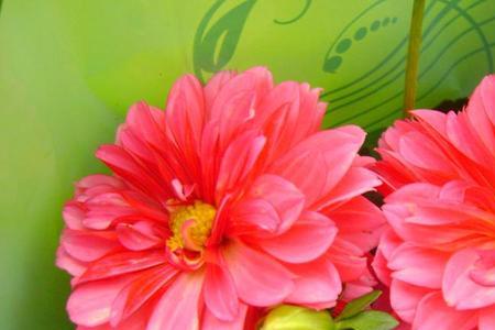 小丽花夏天叶子发黄有斑点