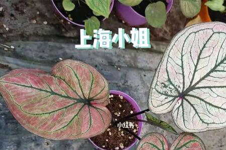 彩叶芋可以混种吗