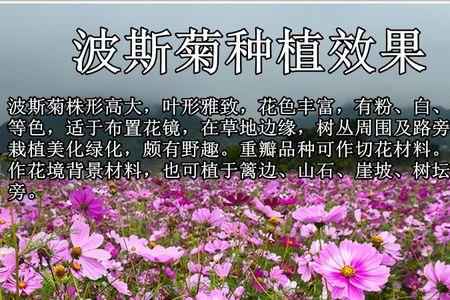格桑花是宿根花卉吗
