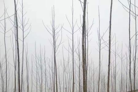 杨树施肥哪种化肥最好