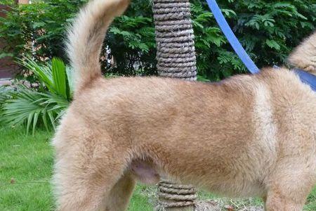 中华田园犬禁养是谁规定的