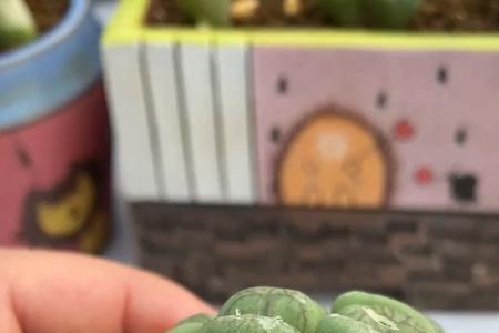 毛杂是什么意思
