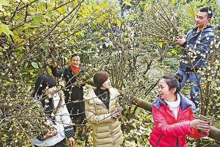 河北沧州名人植物园有腊梅吗