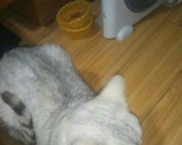 刘涛的猫是什么品种