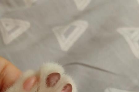 猫猫脚垫上长出来的毛要剪掉么