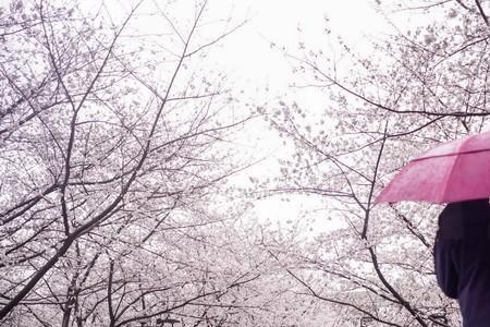 樱花雨梦什么意思