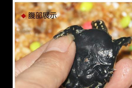 珍珠甲鱼苗在鱼缸里怎么养