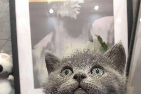 蓝猫一天吃多少猫粮
