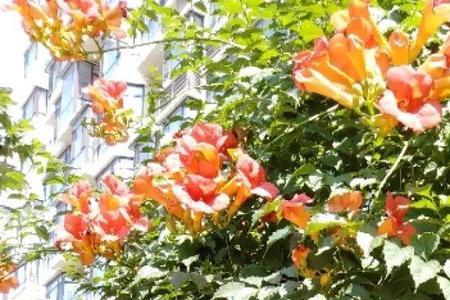 缠枝牡丹和凌霄花谁厉害