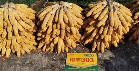 国玉303玉米种