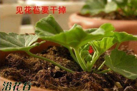 春天扦插的天竺葵什么时候开花