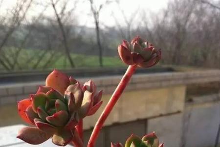 多肉植物没有阳光几天会死掉
