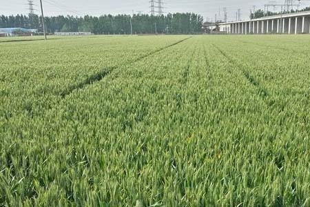 科茂63和和麦33哪个麦种好