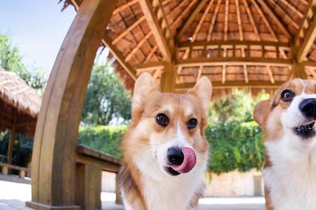 柯基犬可以吃杏子吗