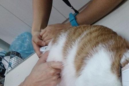 猫不绝育不生不行吗