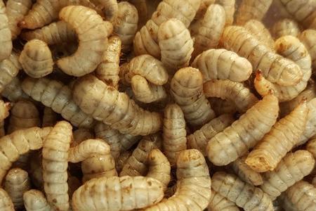黑水虻变成熟以后几天能产卵