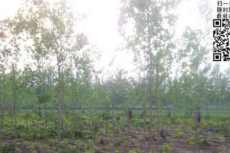 黄土地能种植杨树吗