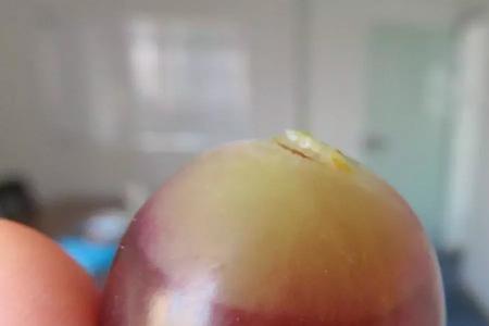 提子皮有白色霉要除吗