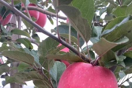 瑞香红苹果和鲁丽苹果对比