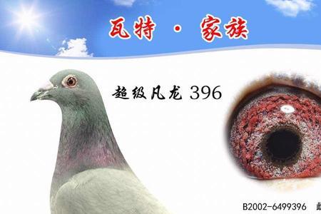 凡龙鸽子鼻子特点