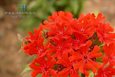 伞形花序与聚伞花序的区别
