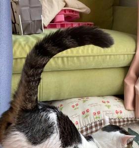 猫老撅屁股哼哼怎么回事