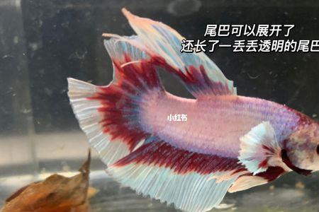 斗鱼夹尾处理方法