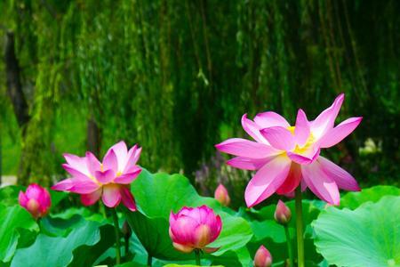 曲花池古诗