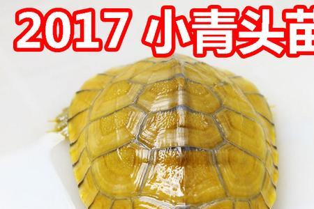 小青种怎样种出苗快