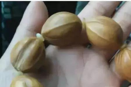 乌橄榄核能直接烧吗