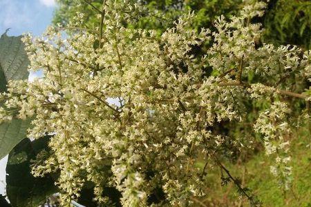 四季果开花就落了是怎么了