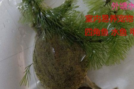 金鱼的鱼食能不能喂小甲鱼