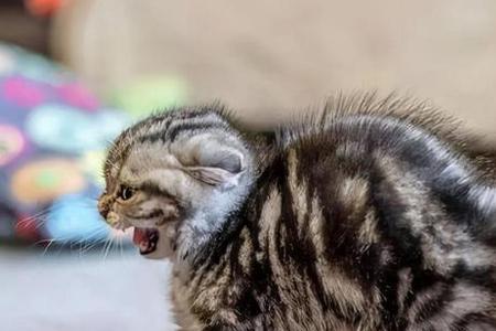 猫会咬死捡来的小猫嘛