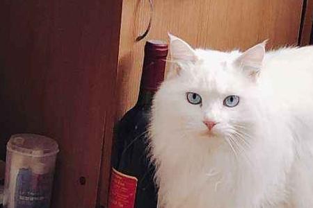 狮子猫食量大吗