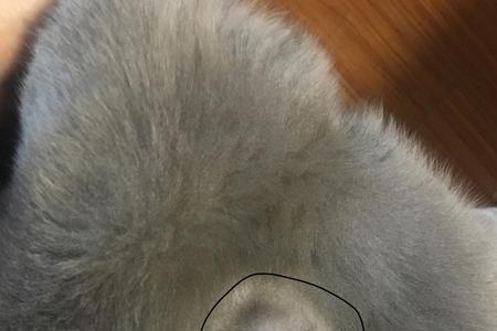 猫尾巴上为什么有个鼓包