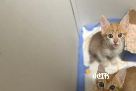 猫肚子饿了也不会叫了