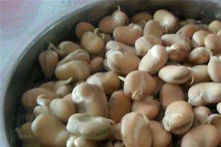 新鲜的蚕豆能发芽吗