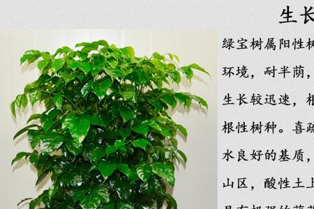 志向树寓意