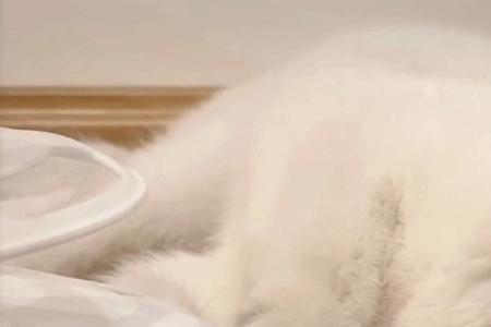 晚晚猫咪是什么品种